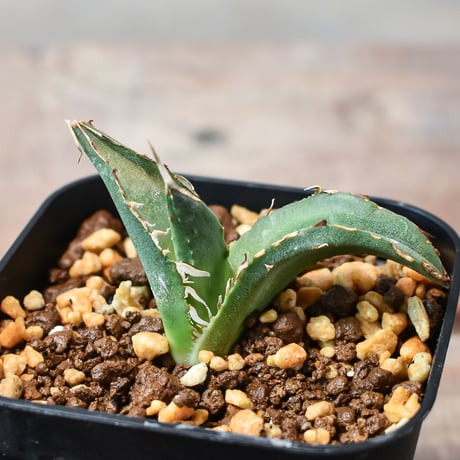 アガベ チタノタ 白鯨 H002アガベ チタノタ 白鯨 MC株 発根済 / Agave