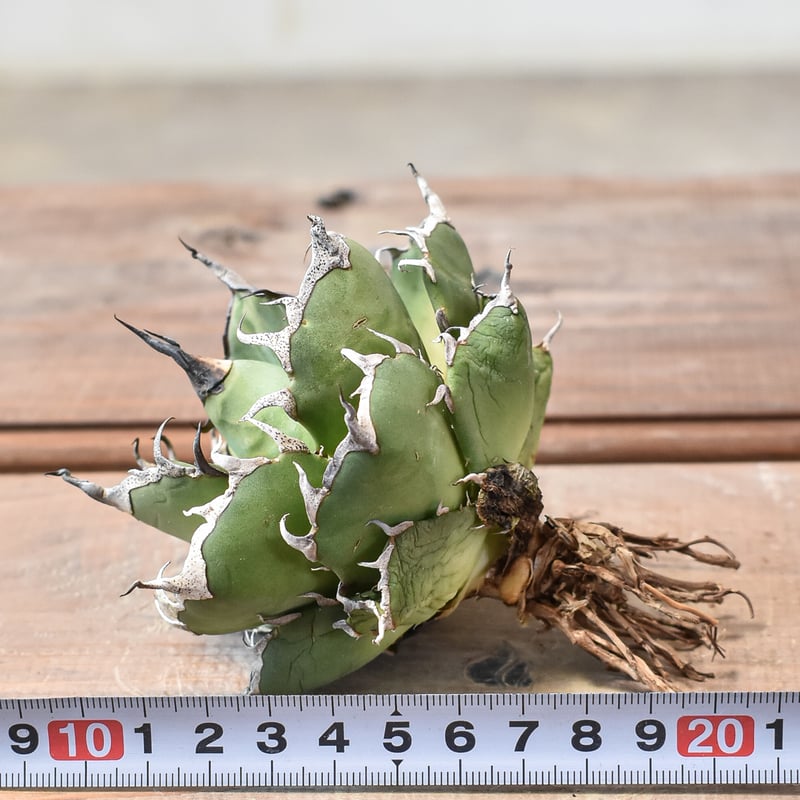 アガベ チタノタ 