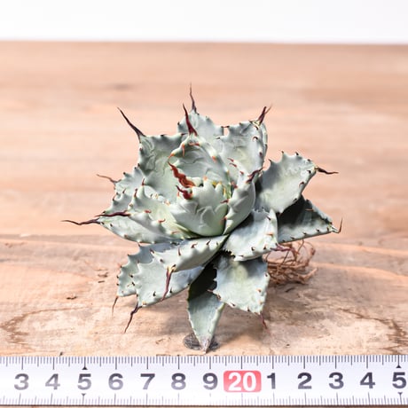 アガベ ハイブリット アメリカ白銀甲蟹(美系白銀)×象牙妖炎【台湾botanical_seeker産/選抜株】RF25011799