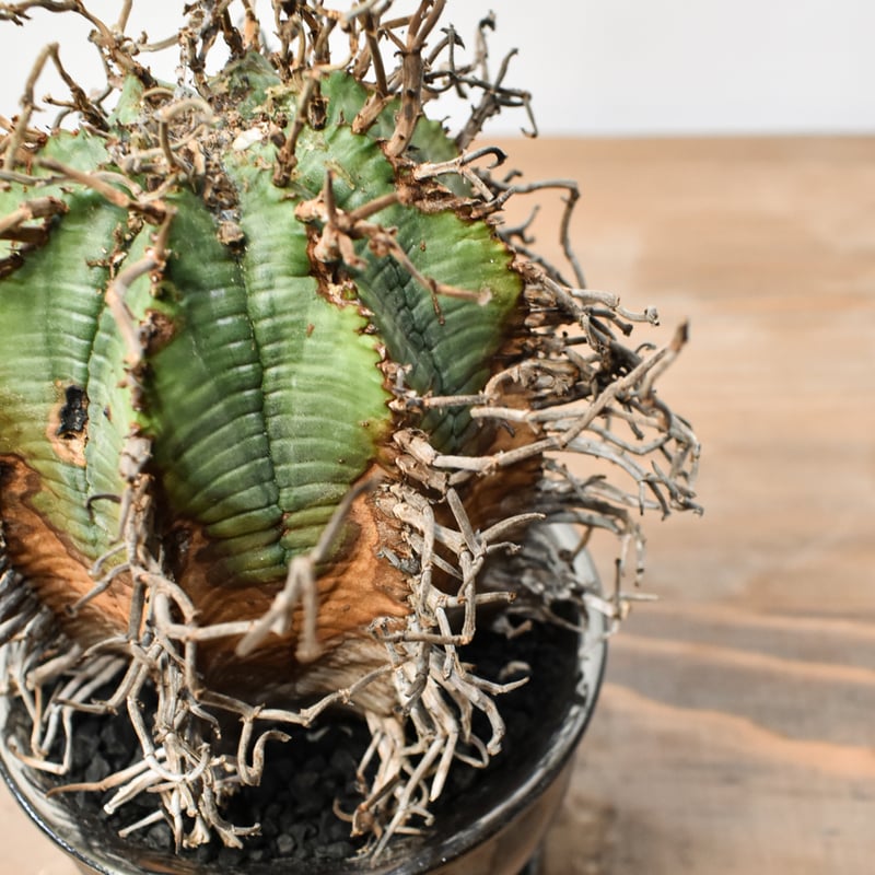 ユーフォルビア オールドスーパーバリダ 