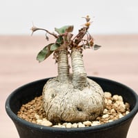 オペルクリカリア ヒファエノイデス 【 灌木系の希少種！塊根部も