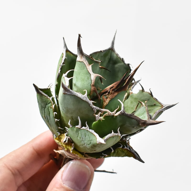 オテロイ実生19