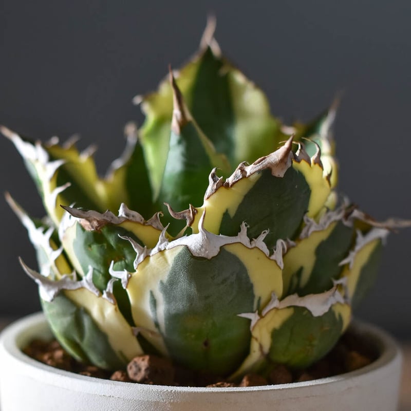 アガベ チタノタ スナグルトゥース【超大人気スナグル！当店在庫ラスト