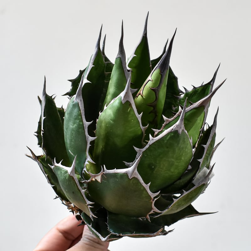 アガベ ホリダ【OSP選抜株 / 抜き苗】43 | RAFLUM / ラフラム｜東京