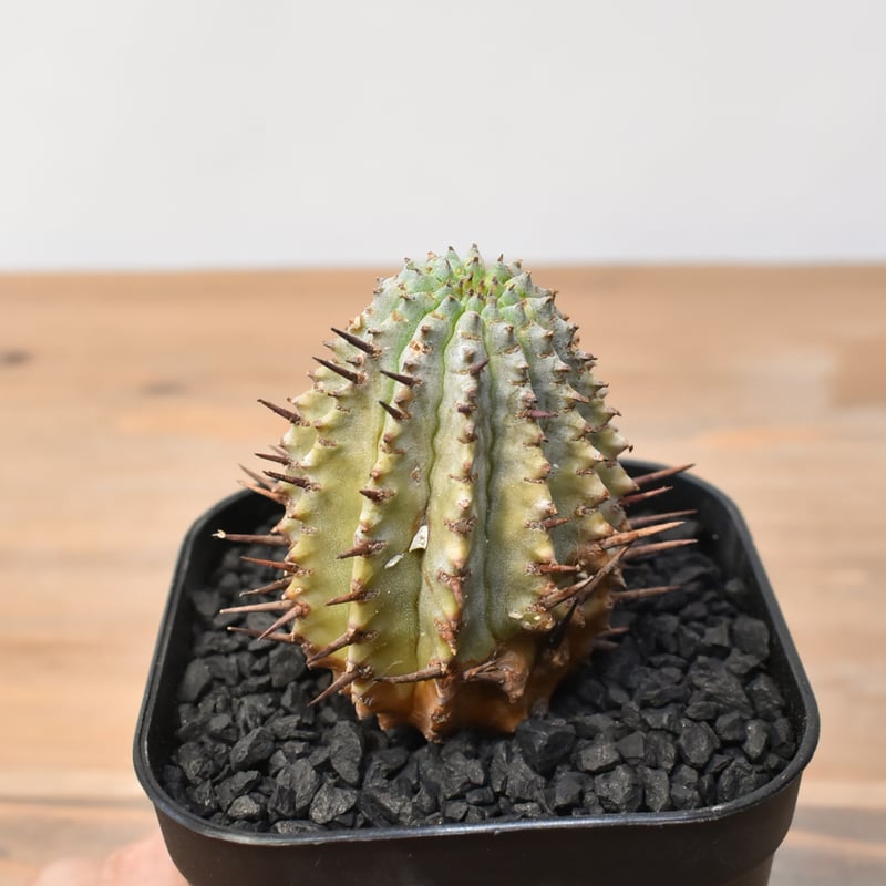 ユーフォルビア ホリダ 