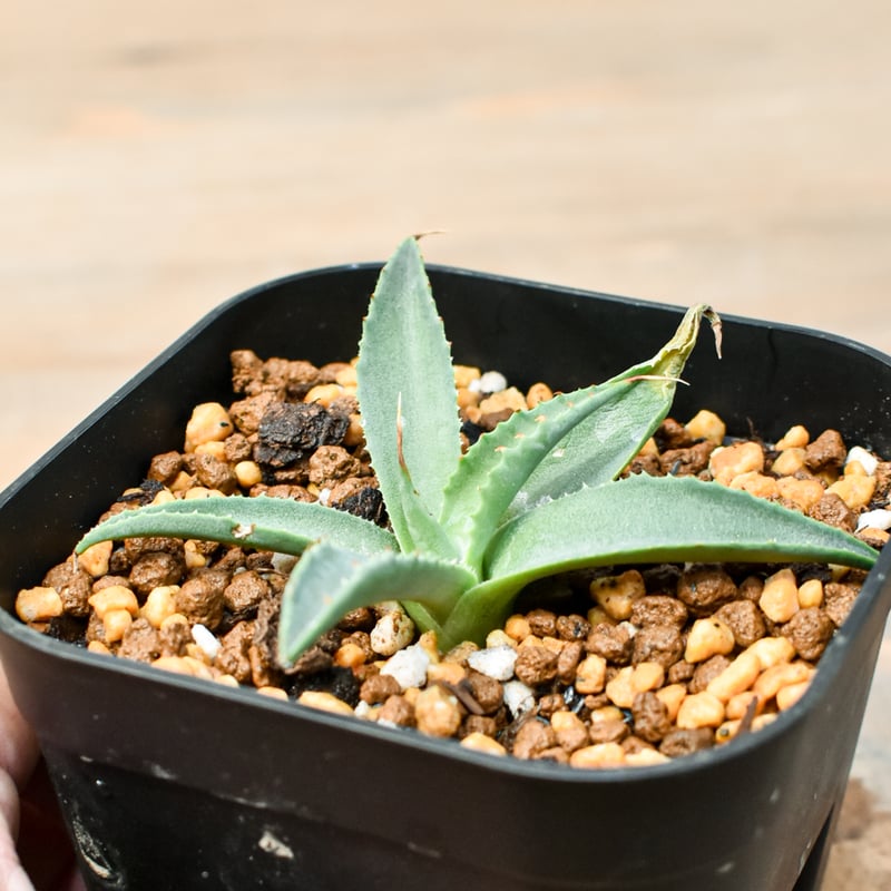 アガベ　台湾　ハイブリッド　トリシューラ アガベ 台湾 ハイブリッド トリシューラ