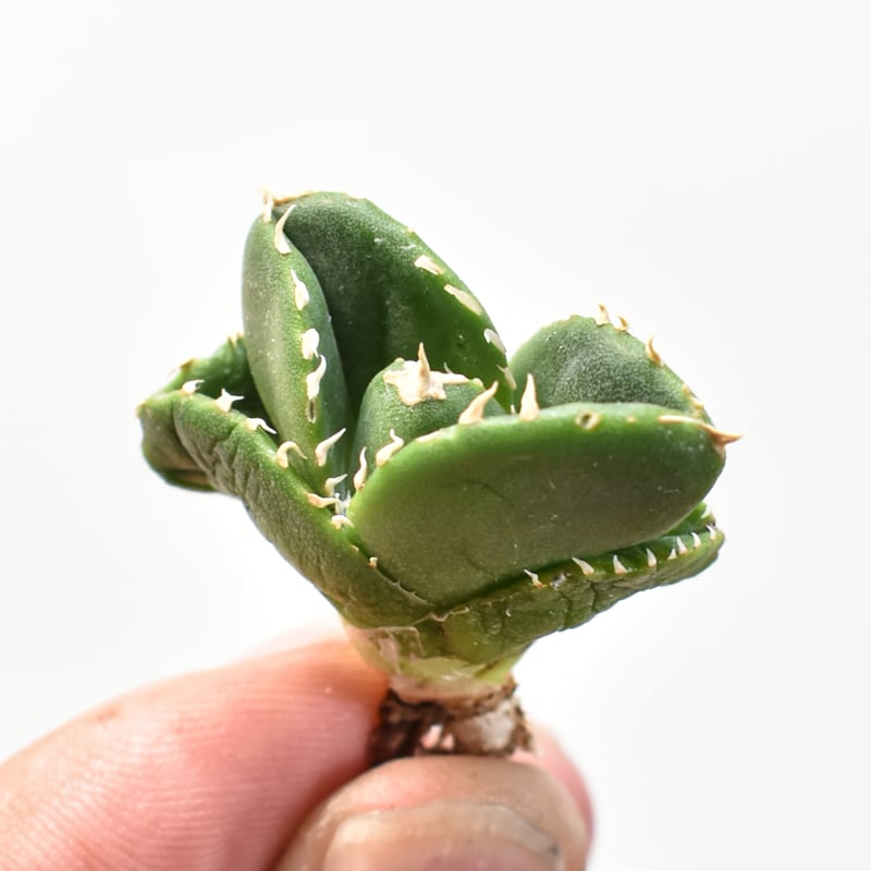 アガベ チタノタ　Agave 台湾　ノーネーム　子株 アガベ・チタノタ（ノーネーム）003｜agave titanota No Name