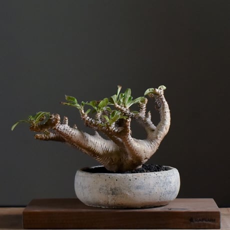 グラキリス　マカイエンセ パキポディウム マカイエンセ【当店厳選！！良型のみをご案内！希少種