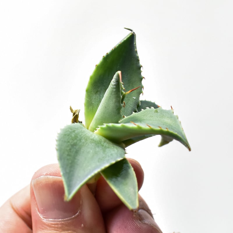 アガベ ハイブリット 