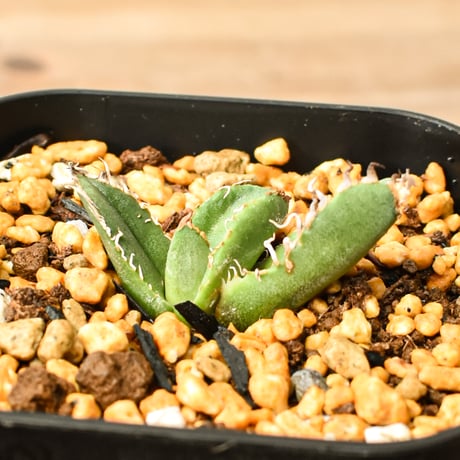 アガベチタノタ麻花龍 | STORES