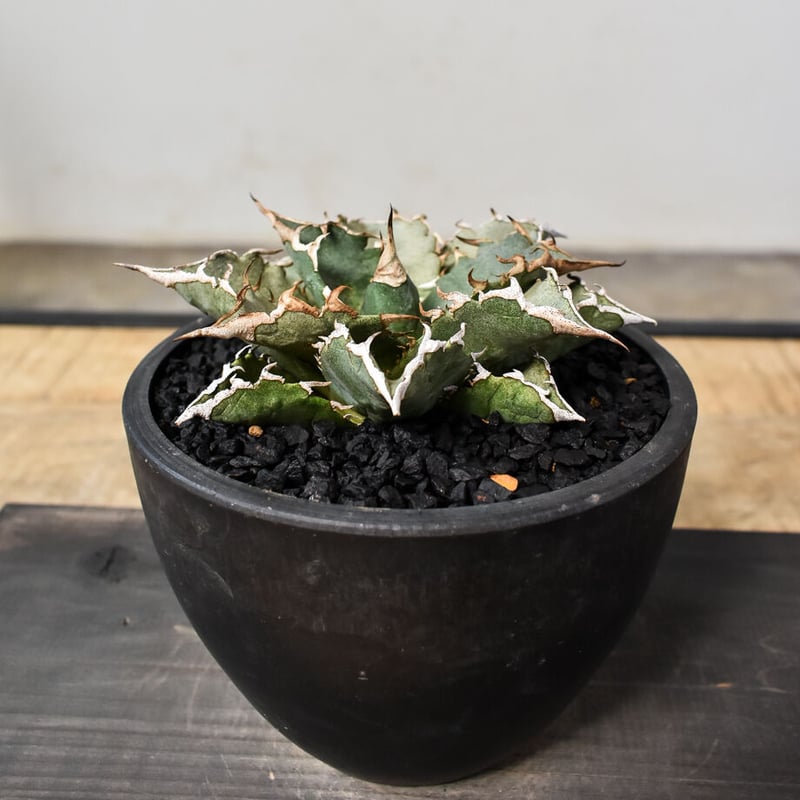 D1466S級極上！！ 超品種！アガベ チタノタ バラクーダ Agave titanota