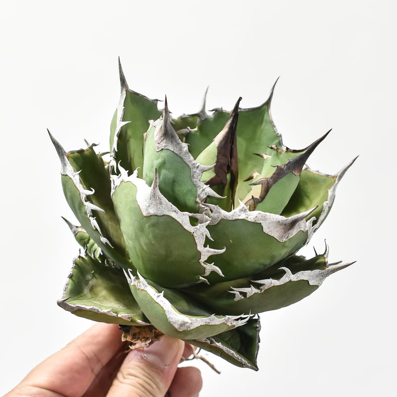 アガベ チタノタ シャークソード 