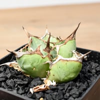 アデニア グロボーサ【発根済】HK2402629 | RAFLUM / ラフラム｜東京