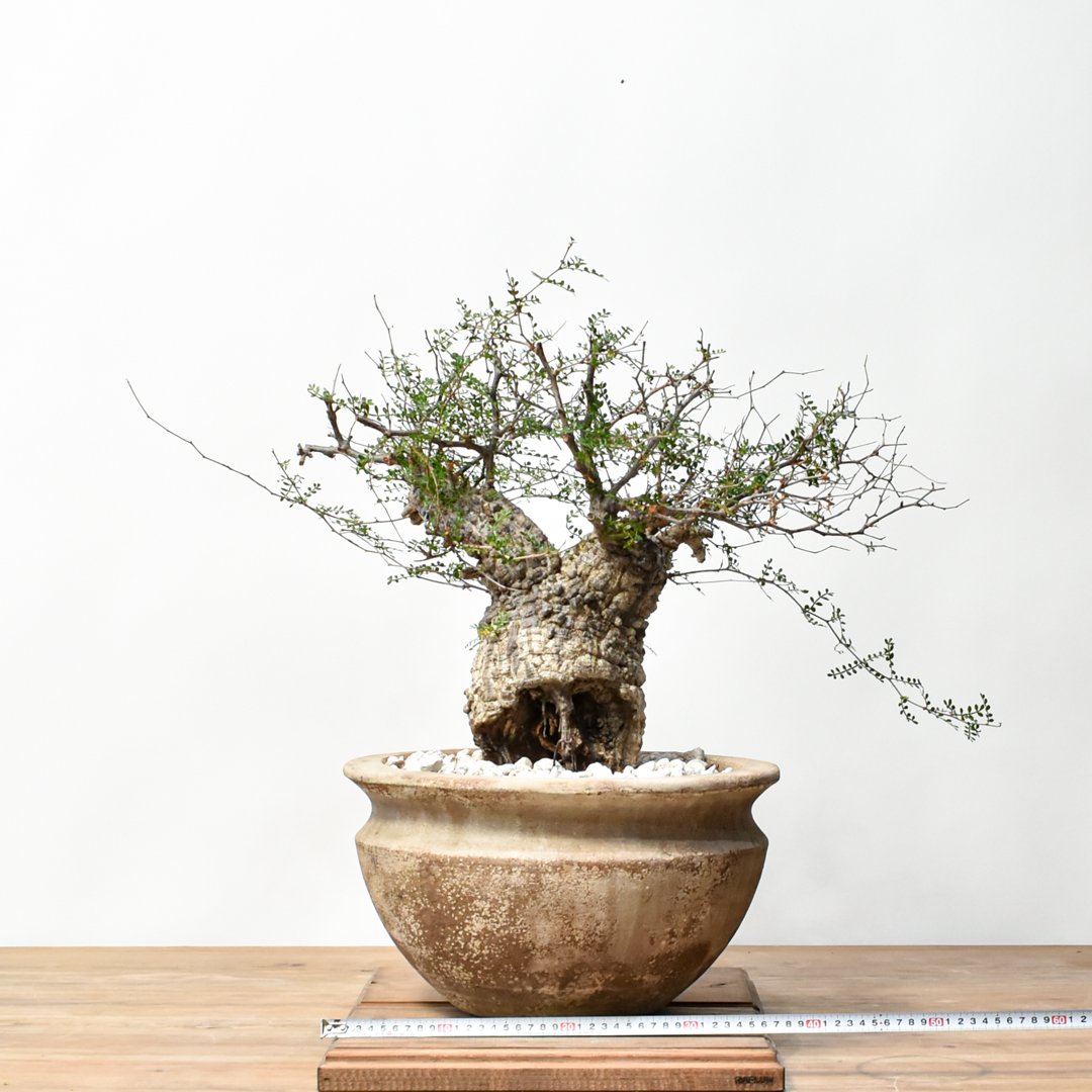 オペルクリカリア　パキプス RAFLUMコレクション】オペルクリカリア パキプス 