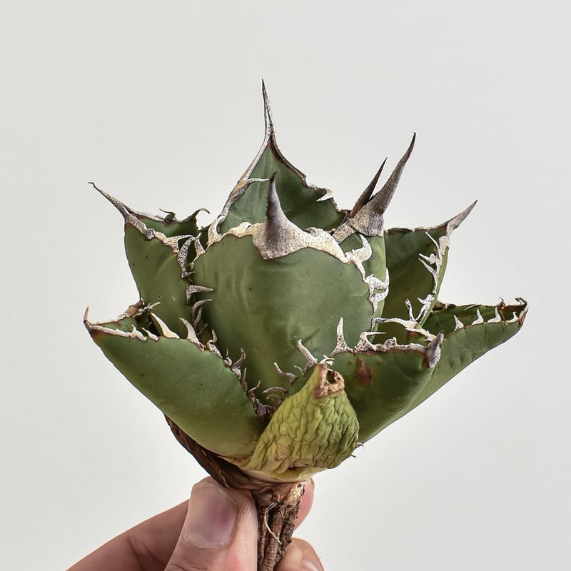 アガベ チタノタ 小島白刺 【台湾 dragon agave産/抜き苗/中株