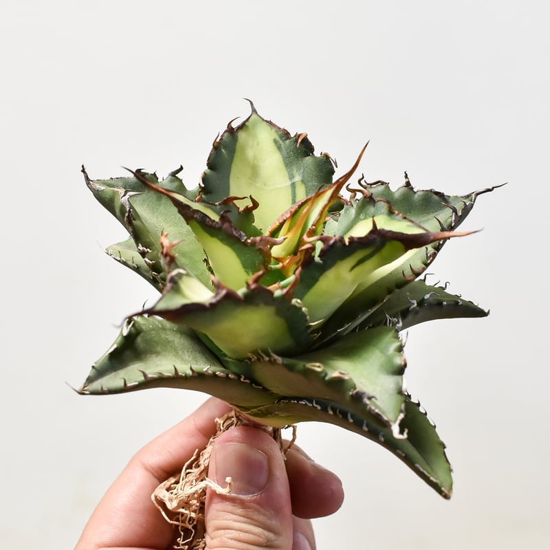 現品　特大　狂刺夕映　アガベ　チタノタ　台湾株　仔株多数　鉢のまま発送　屋外管理 アガベ チタノタ狂刺夕映日蝕 強刺斑入り 台湾株