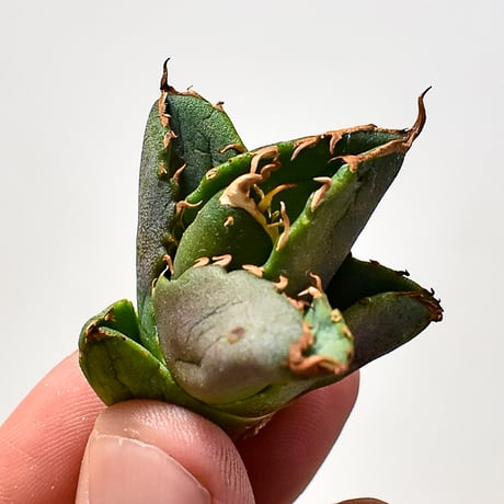 CATEGORY チタノタ ホワイトファイヤー | RAFLUM / ラフラム｜東京