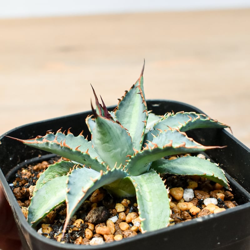 アガベ ハイブリット 