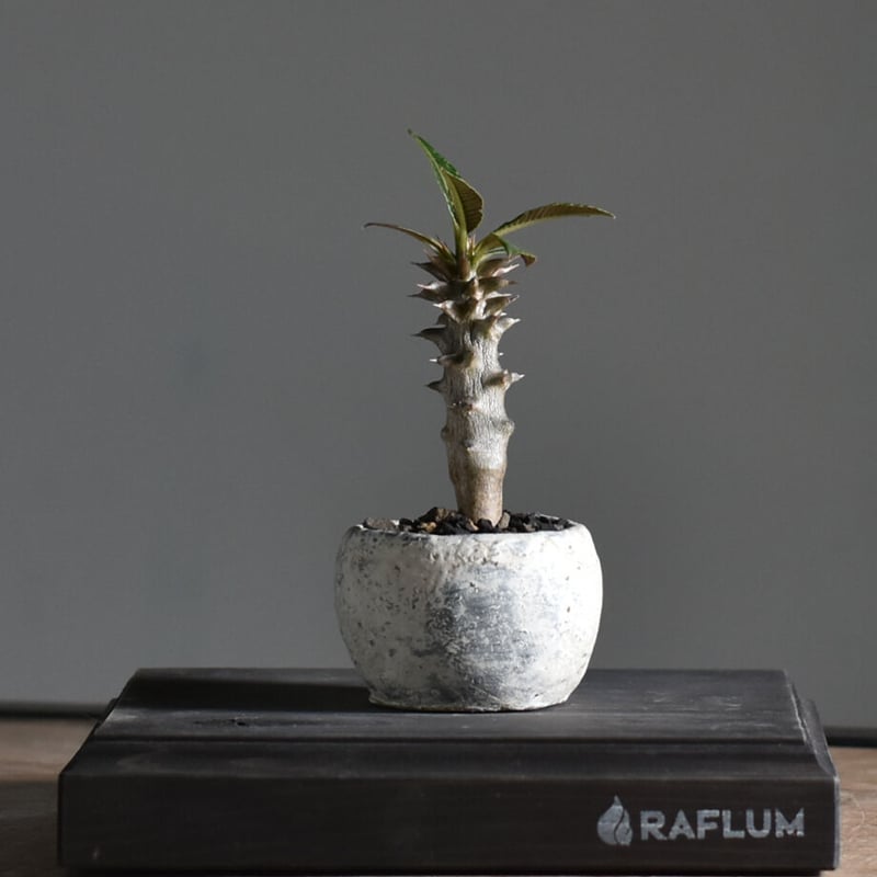 パキポディウム バロニー Sサイズ【激レア希少株！ぷっくりとした塊根