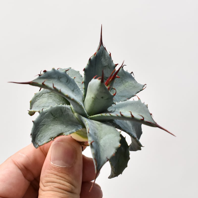 パライシ × トランカータ ハイブリッド パラサナ イシスメンシス