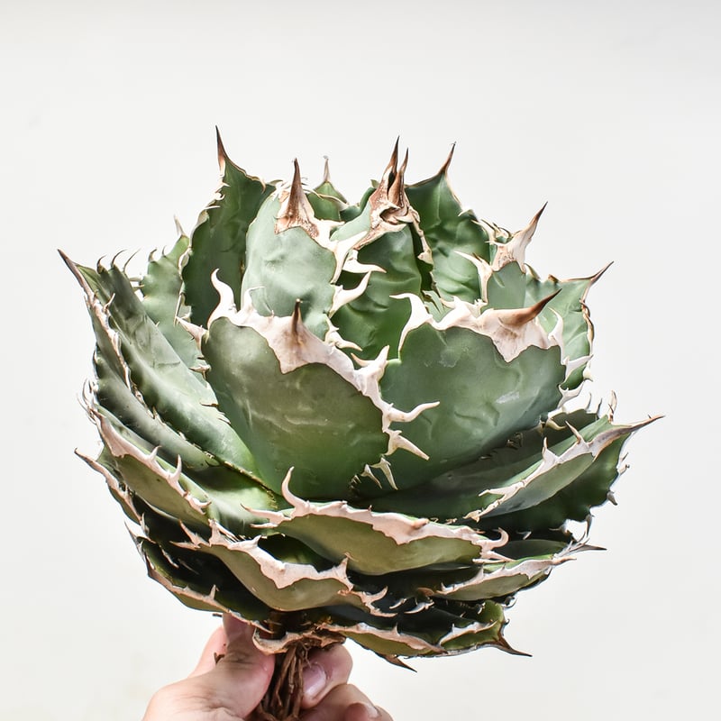 アガベ チタノタ オテロイ 