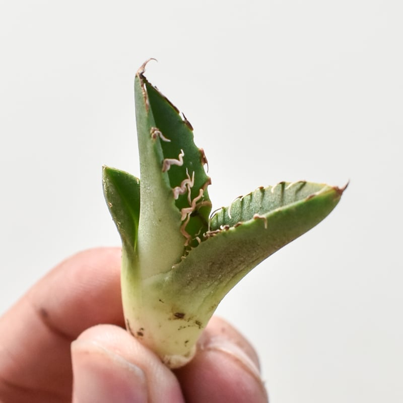 cok 追星　コック　コレクション株 アガベ チタノタ 