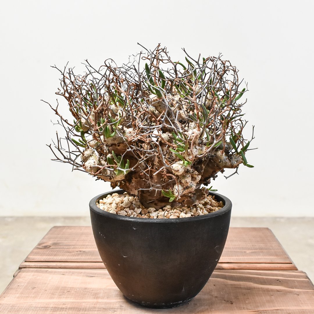 塊根植物:チレコドン・レティキュラーツス/万物想　(現地球、発根済み) 植物】チレコドン レティキュラーツス 万物想 | A-PLANTS|塊根