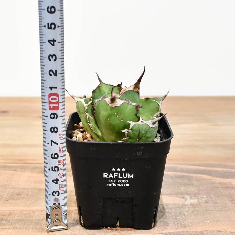 選抜祭【REZA特選株】18 イラン株アガベチタノタアングリーハート