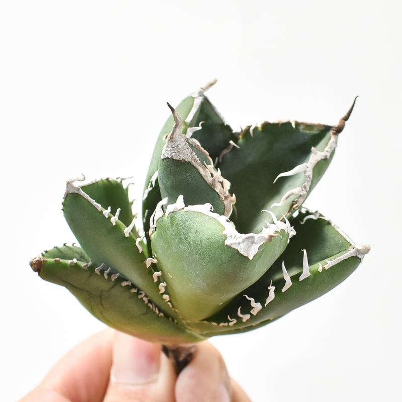 アガベ チタノタ 南アフリカダイヤモンド 