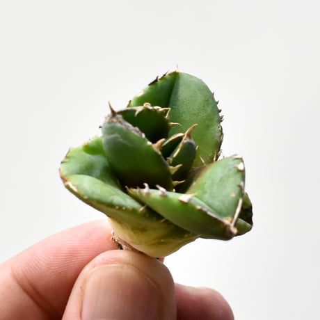 CATEGORY アガベ チタノタ DENNIS達摩 | RAFLUM / ラフラム｜東京、