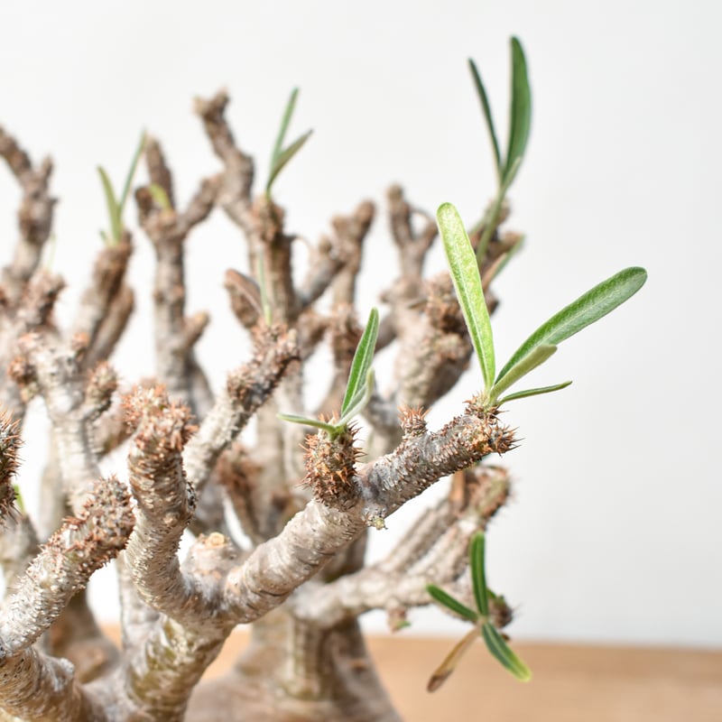 パキポディウム グラキリス　「細枝　コレクション株」 パキポディウム グラキリス 「細枝 コレクション株」 パキポディウム