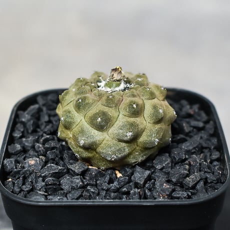 コピアポアヒポガエア | STORES