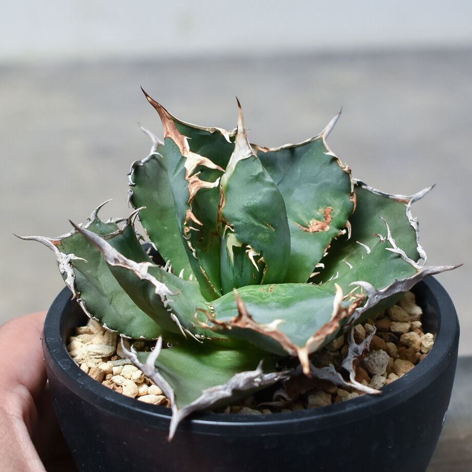 アガベ チタノタ 