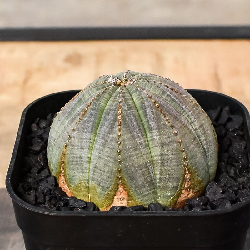 ユーフォルビア オベサ /オールド オベサ （発根済み）RF230387(T