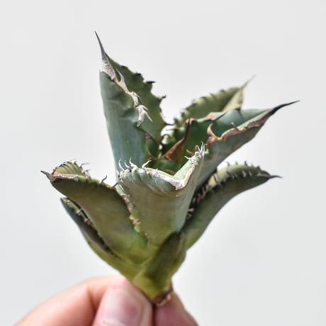 アガベ チタノタ ホワイトファイヤー / 白炎, 白火焔" 【台湾 dragon agave産/子株/抜き苗販売】101