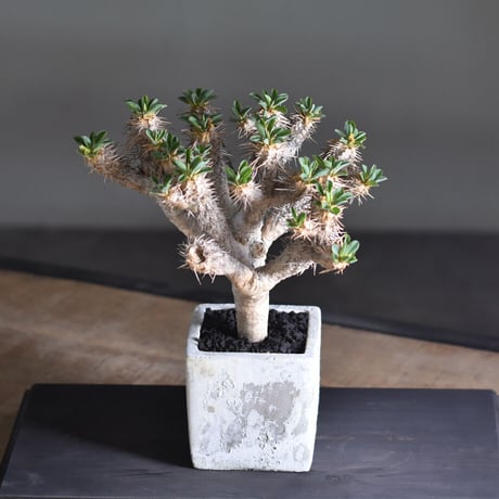 CATEGORY ギラウミニアナ | RAFLUM / ラフラム｜東京、大阪の塊根植物