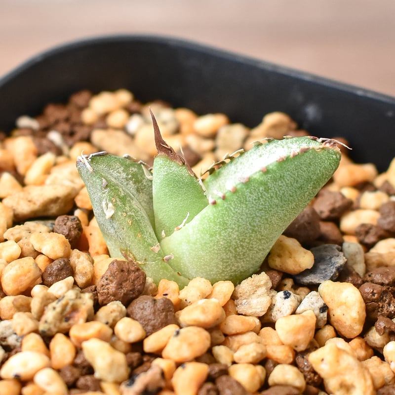 アガベ チタノタ 