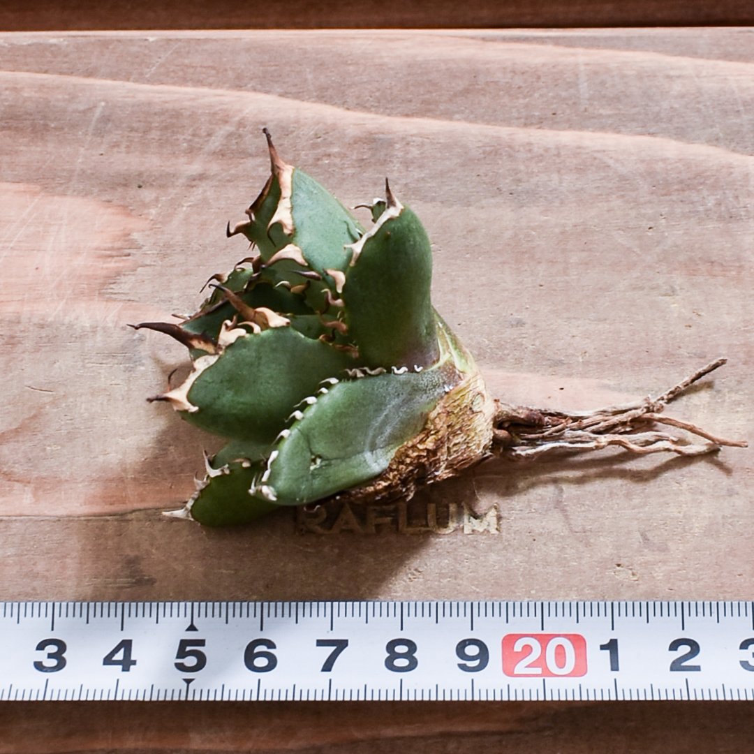 アガベ チタノタ 