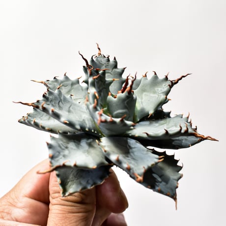 アガベ ハイブリット 特白肌怒雷神×象牙妖炎（陽炎エボリ）【台湾botanical_seeker産/選抜株】A RF25011739