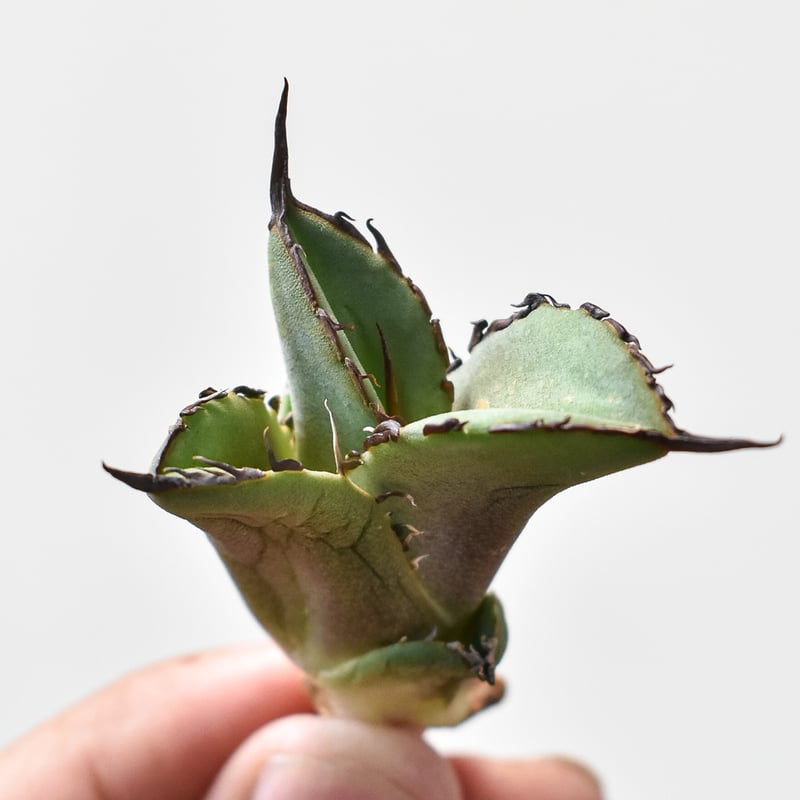 アガベ チタノタ ノーネーム（親株出品）台湾産 多肉植物 観葉植物