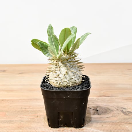 パキポディウム エブレネイム  【実生】RFHK25010997