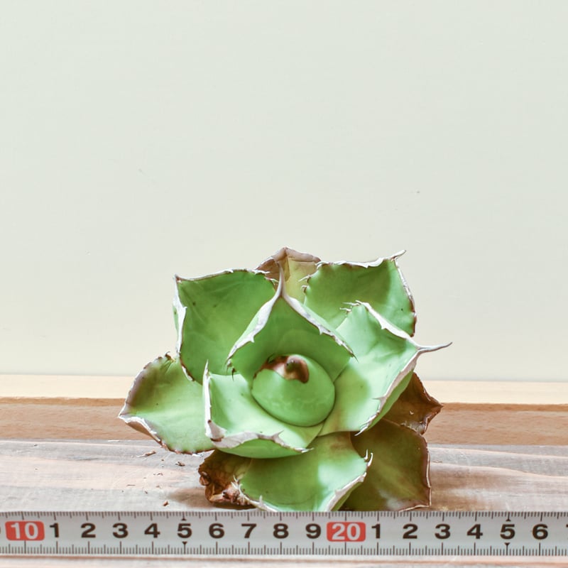 【親株】アガベ チタノタ チェリーボム アガベ チタノタ チェリーボム / 