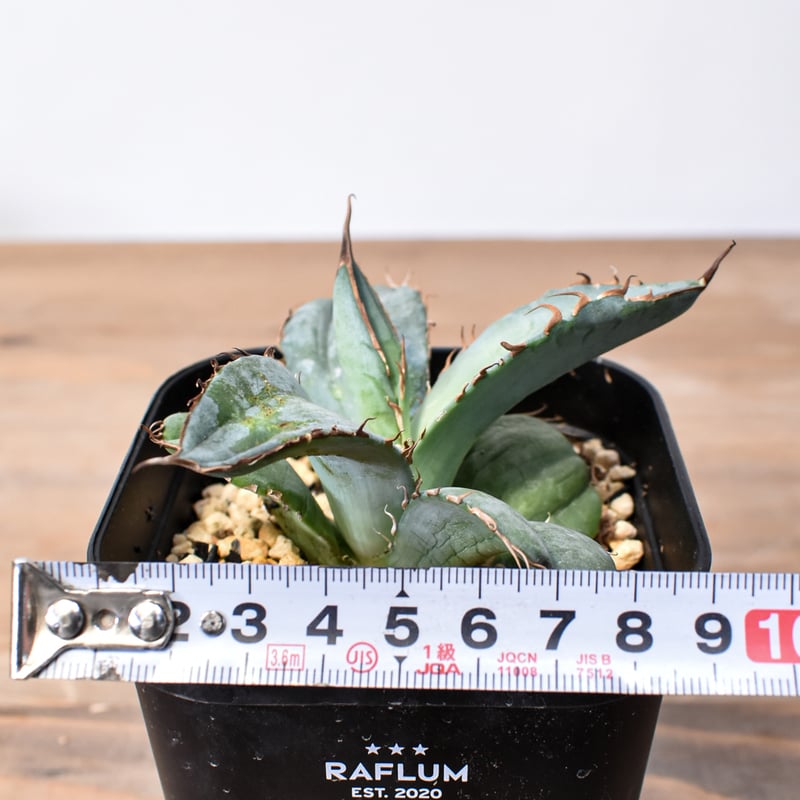 アガベ チタノタ 