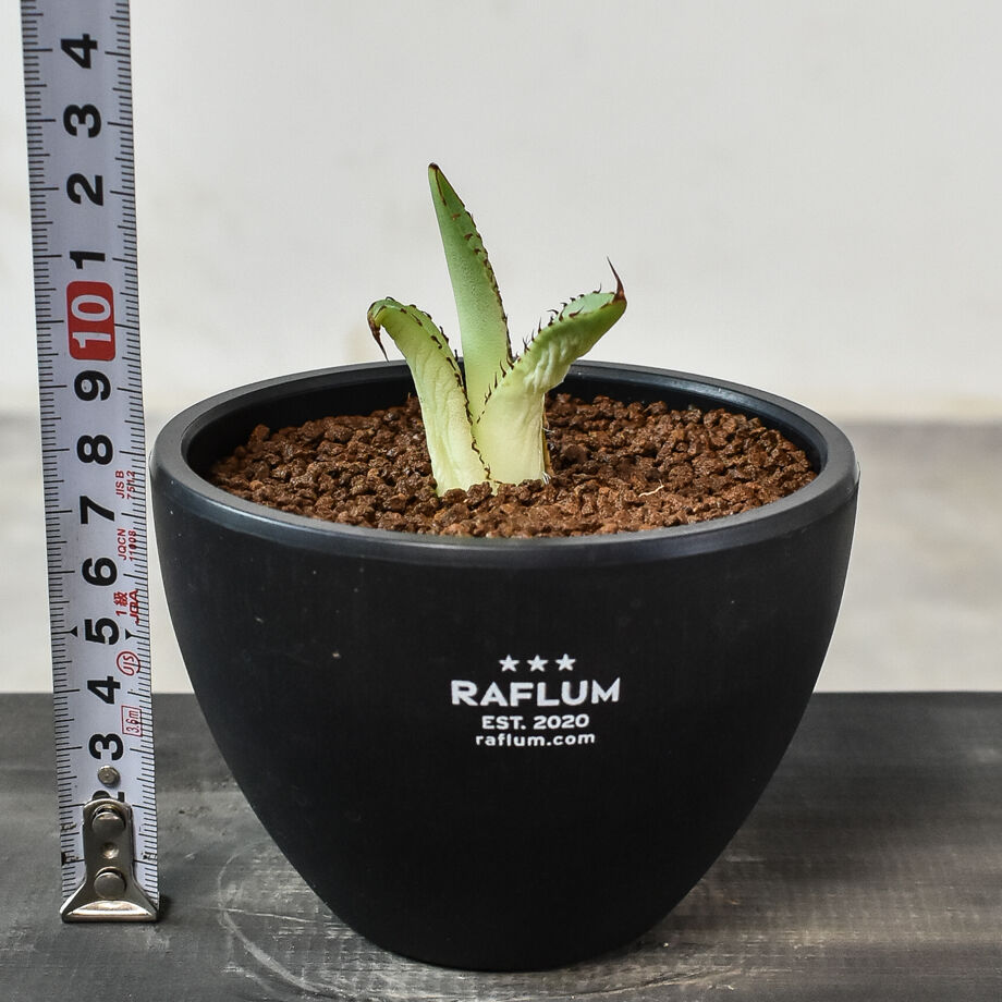 アガベ チタノタ 