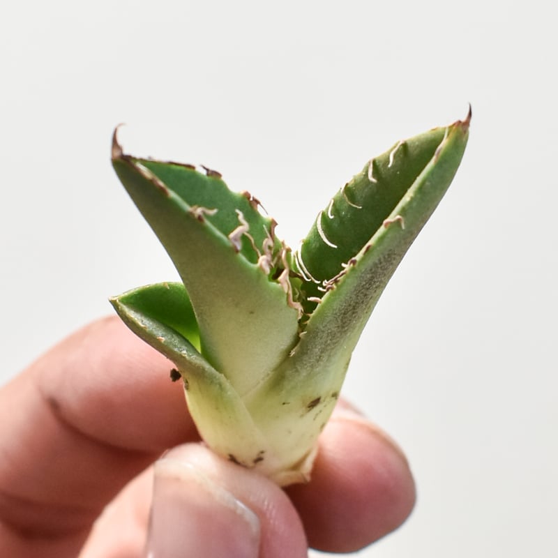 アガベ チタノタ 