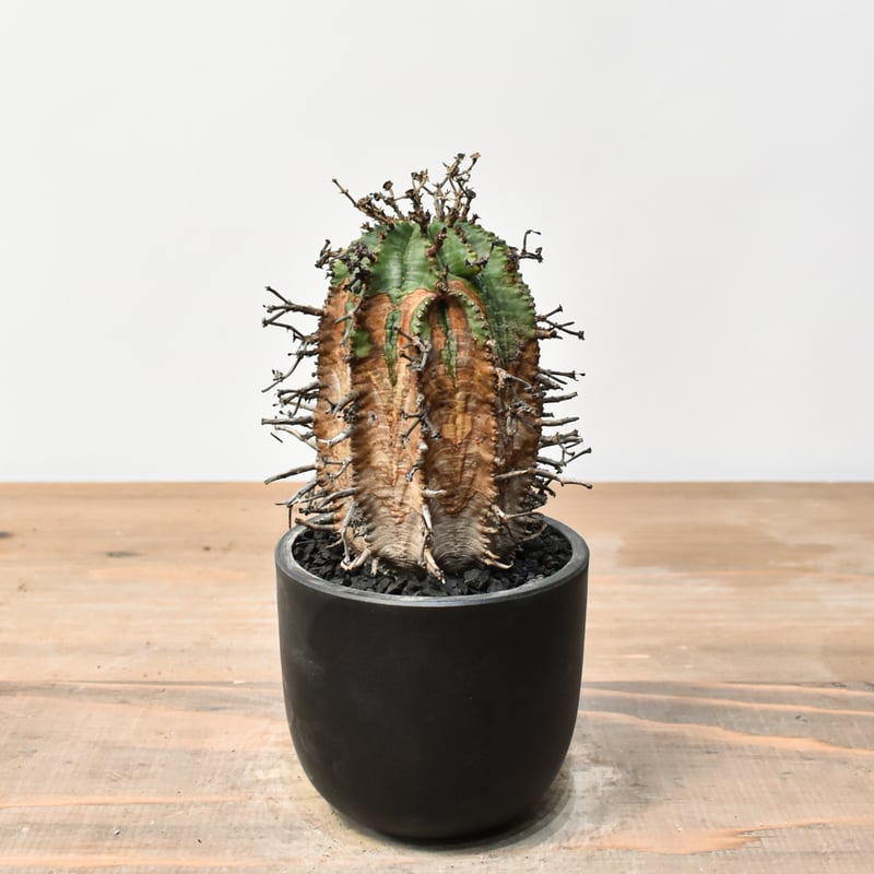 ユーフォルビア オールドスーパーバリダ 