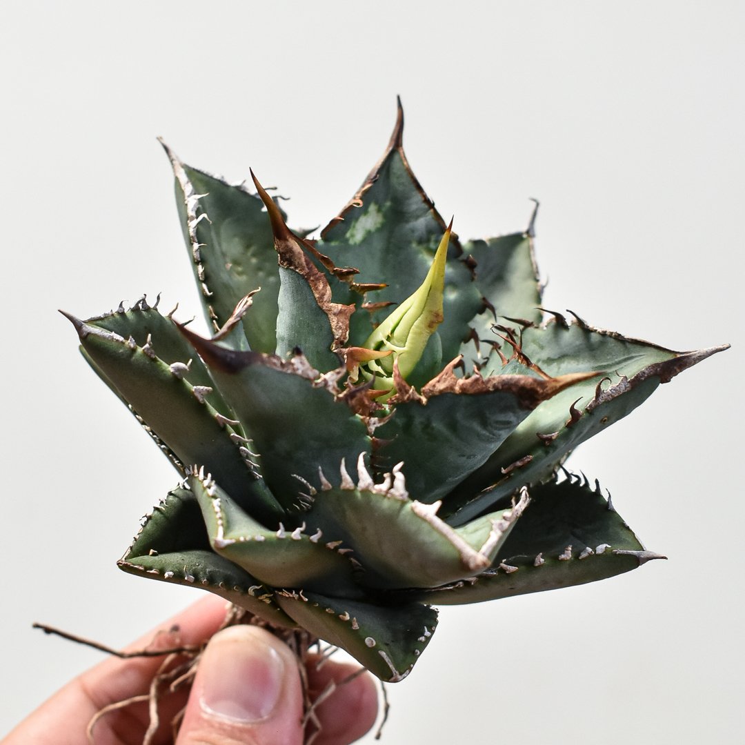 アガベ 海王大株