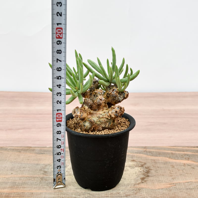チレコドン　ペアルソニー 現地球　発根済み　白象 塊根植物　パキポディウム チレコドン・ペアルソニーの育て方や販売株(Tylecodon pearsonii)白象