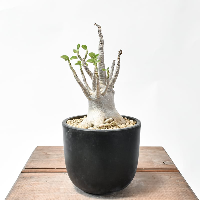 アデニウム アラビカム【発根済み】GM2400639(T) | RAFLUM