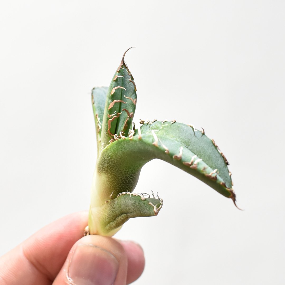 アガベ チタノタ DENNIS 